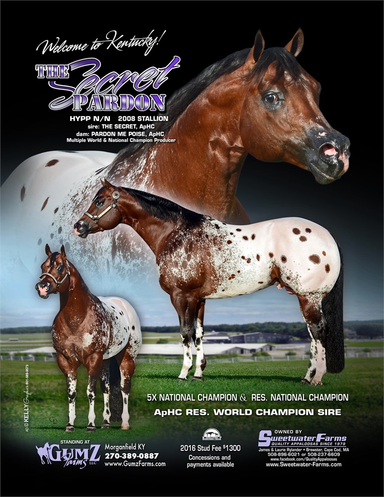 Appaloosa Quarter Horse Stallions